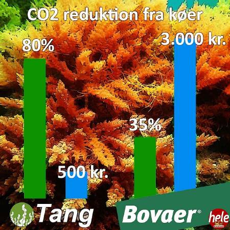 Tang vinder over Bovaer - 80% reduktion af metan til en brøk en prisen